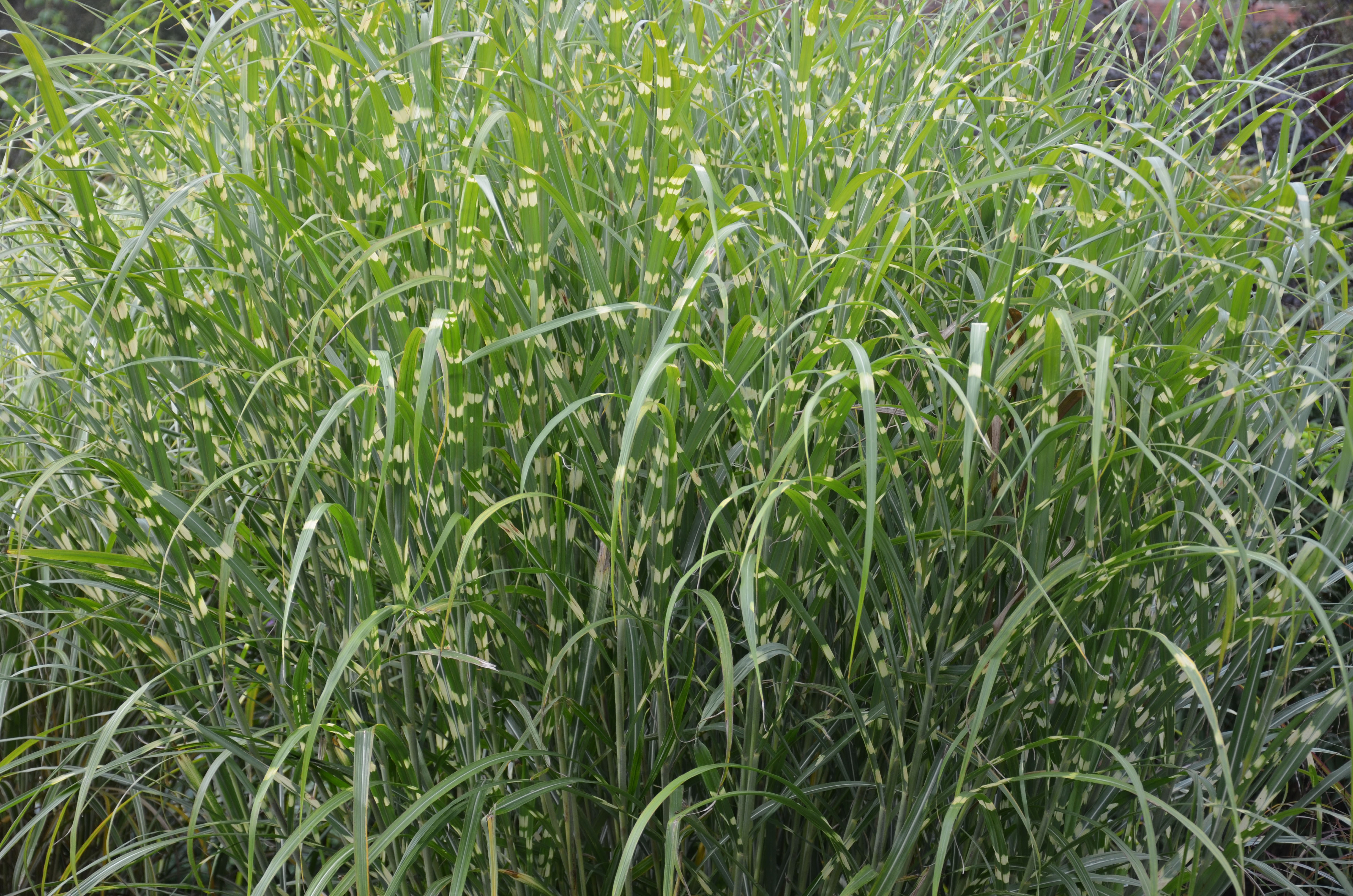 Zebra-Chinaschilf, Miscanthus sinensis Zebrinus