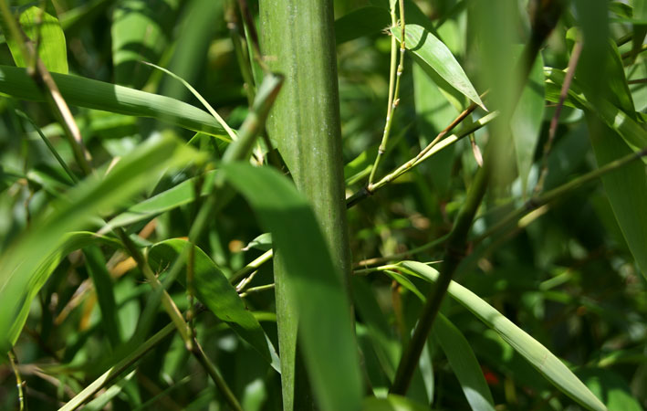 phyllostachys-vivax-huangwenzhu-bambuswald-4 Gelber Furchen Bambus, Phyllostachys vivax Huangwenzhu