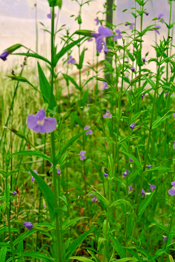 Mimulus-ringens Mimulus ringens, Gauklerblume