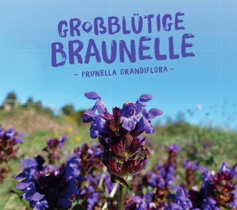 Prunella-grandifloraBH4NngOTtA3mX Wildpflanzen Paket Balkonkasten