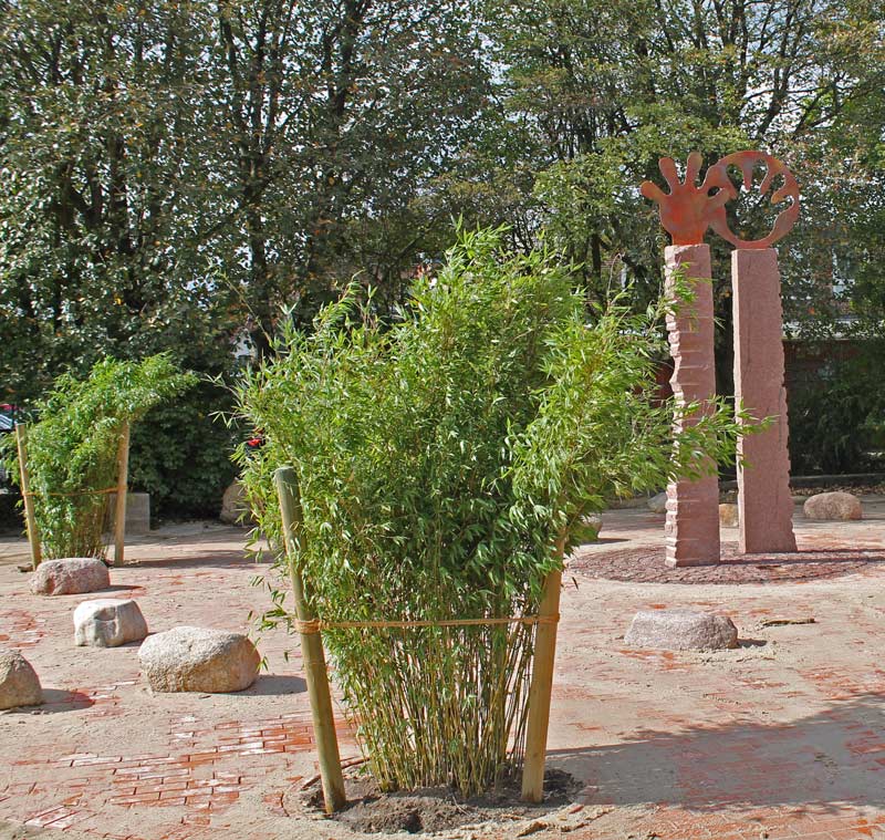 fargesia-denudata-lancaster-panda-bambus-bambuswald3 Pandabambus, Fargesia denudata