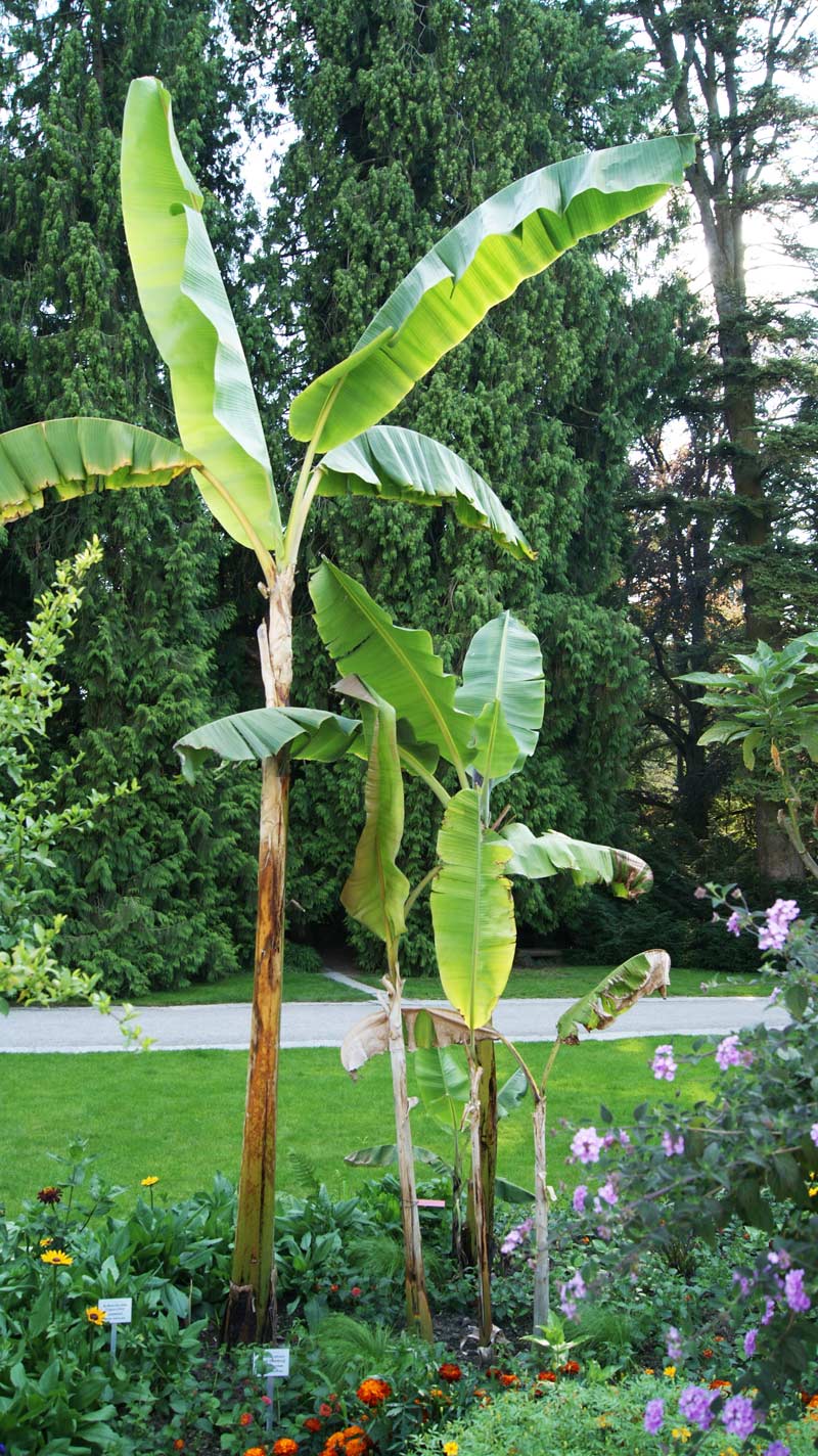 musa-basjo1-bambuswald Japanische Faserbanane Musa Basjoo