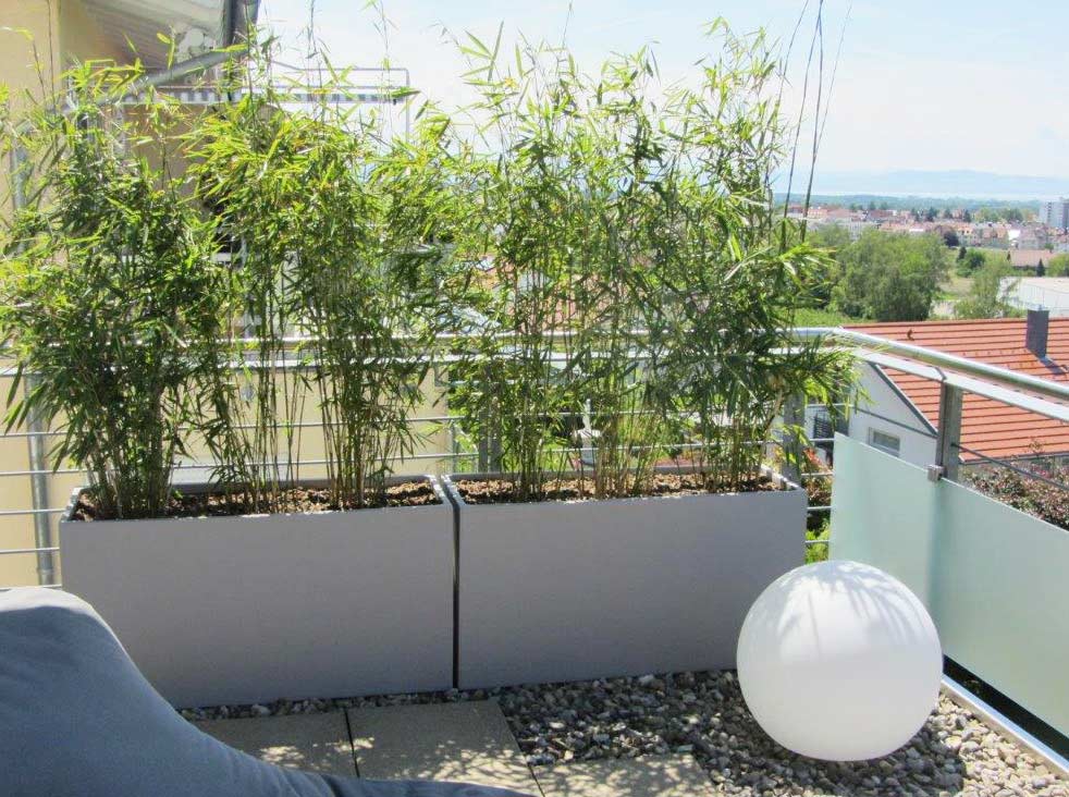 Bambuspflanzen als Sichtschutz für Terrasse und Balkon