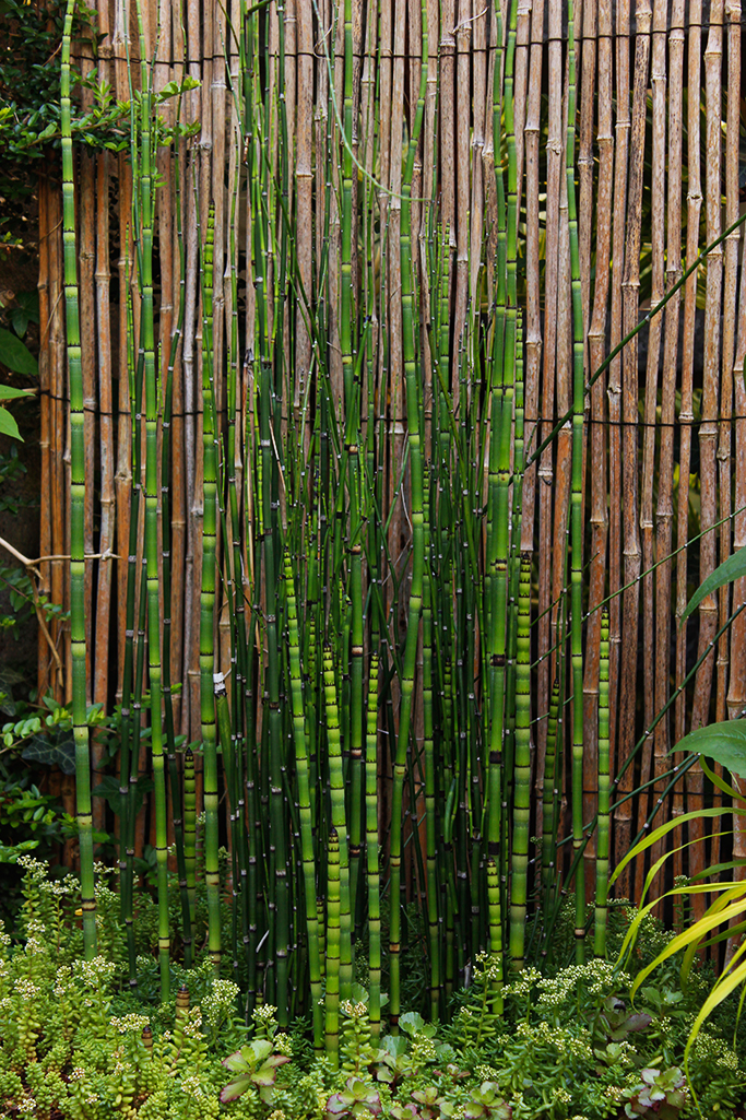 _MG_0060-schachtelhalm Riesenschachtelhalm, Equisetum hyemale var. robustum
