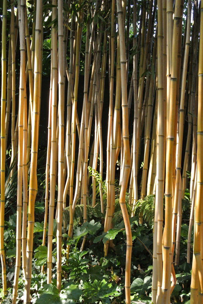 phyllo-aureosulcata Goldener Peking Bambus, Phyllostachys aureosulcata Aureocaulis