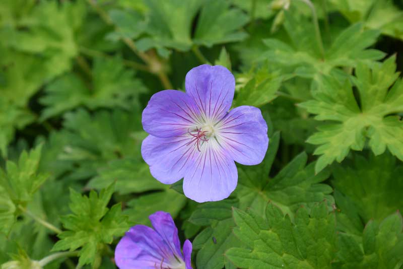 Storchenschnabel, Geranium in Sorten