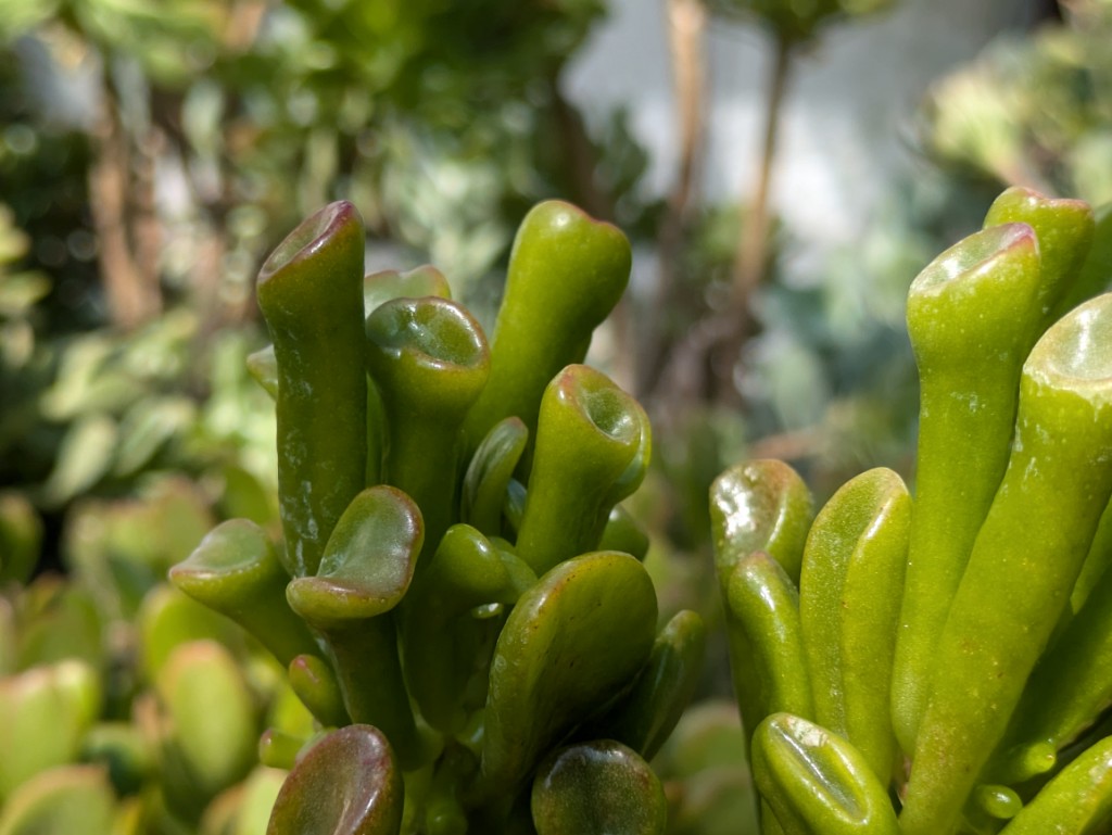 Crassula-ovata-Gollum3 Geldbaum Gollum, Crassula ovata Gollum
