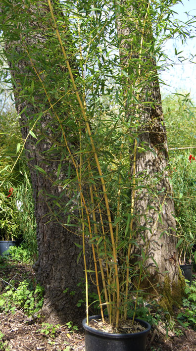 phyllostachys-aureosulcata-aureocaulis-bambuswald-2 Goldener Peking Bambus, Phyllostachys aureosulcata Aureocaulis