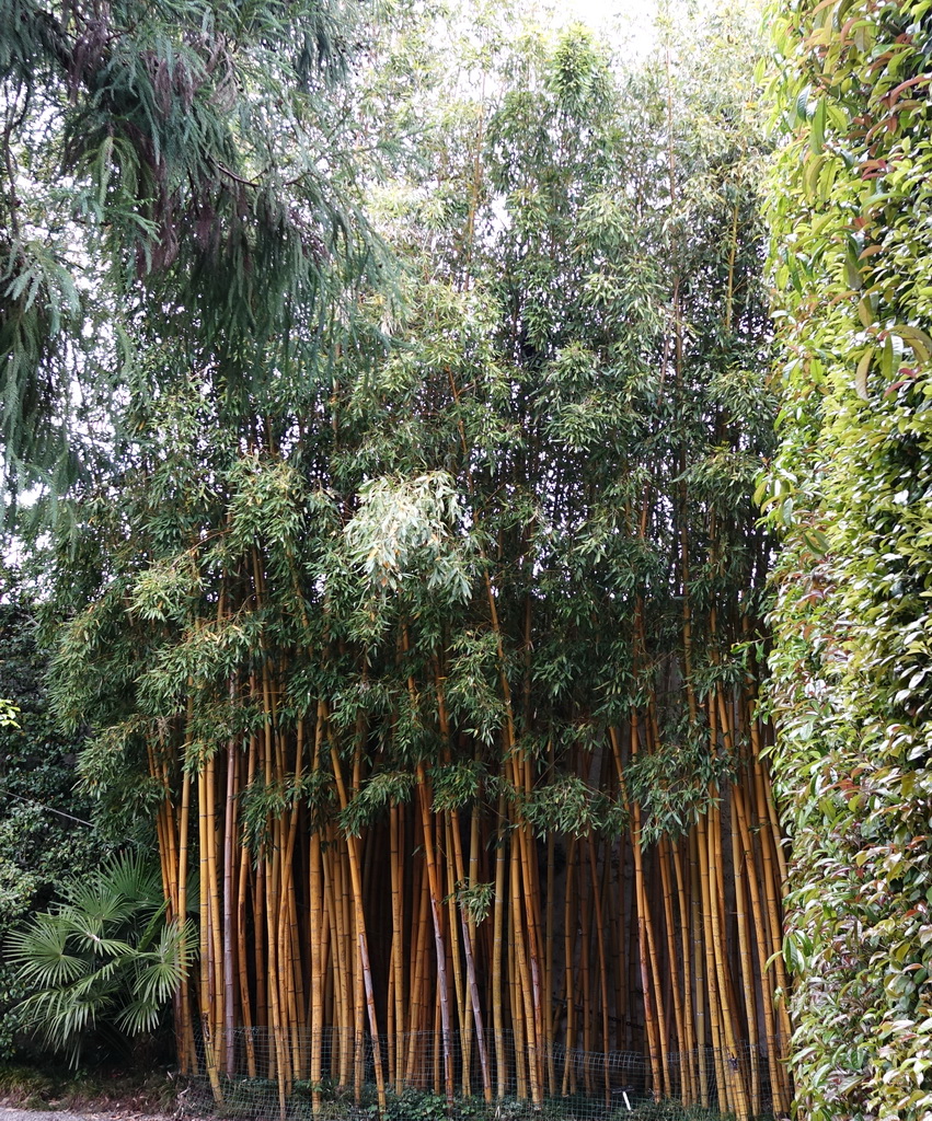 Phyllostachys-areosulcata-aureocaulis Goldener Peking Bambus, Phyllostachys aureosulcata Aureocaulis