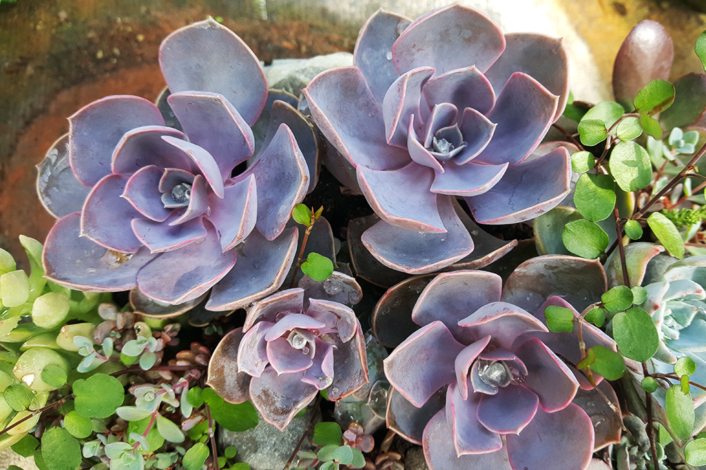 Perle-1 Echeveria, Fettblattrosette in 2 Sorten