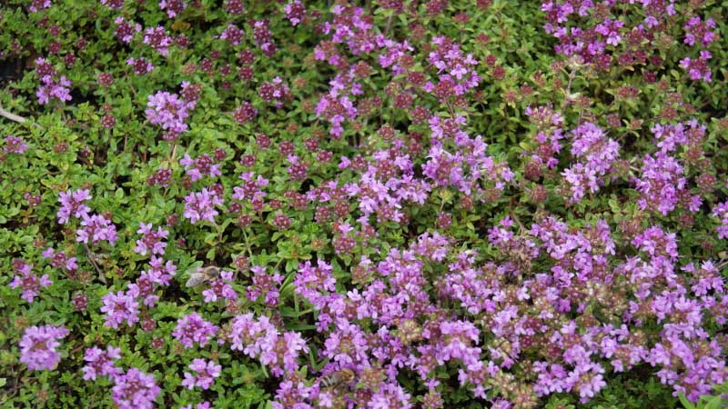 thymus-serphyllum_bambuswald_dachgarten24 Thymus serpyllum - Bodendecker Thymian