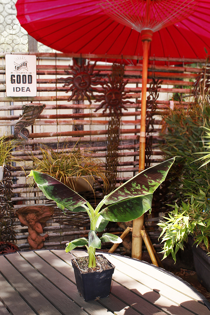 Musa-4 Zwerg- Essbanane - Musa acuminata Dwarf Cavendish