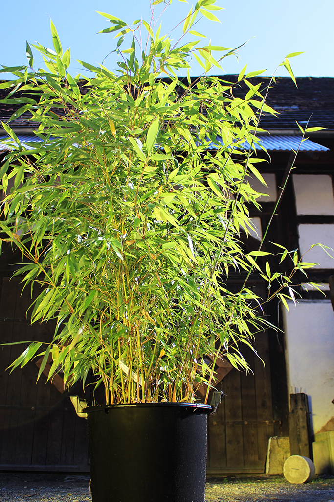 IMG_0006oVfjUNzd5TeJE Fargesia robusta Robusta