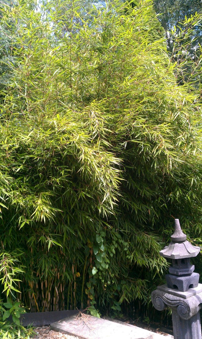 Robusta-Campbell-Hecke Fargesia Robusta Campbell - Zebrabambus