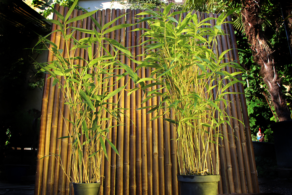 pseudosassa-japonica Pfeil Bambus, Pseudosasa japonica