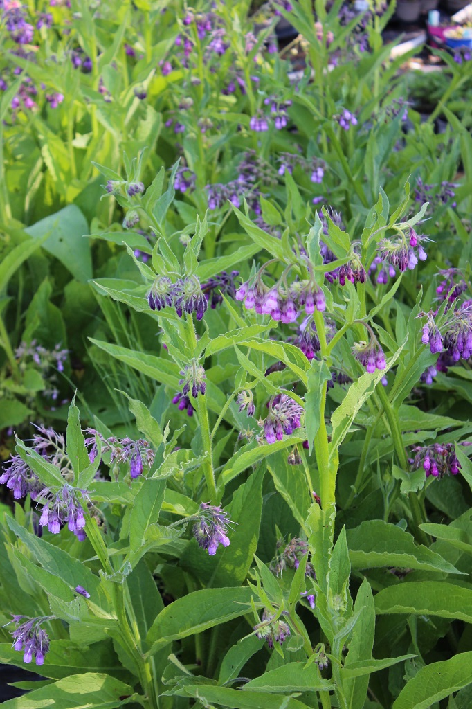 Beinwell-Kr-uter Beinwell, Symphytum officinale