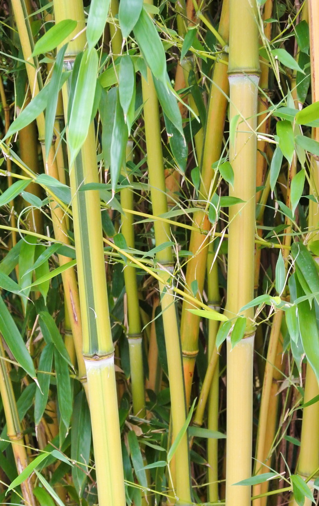 spectabilis Zick -  Zack Bambus , Phyllostachys aureosulcata spectabilis