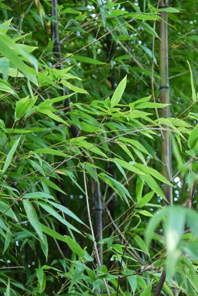 phyllostachys-nigra-hecke-2012-09-wieder-gruen07 Schwarzer Bambus, Phyllostachys nigra