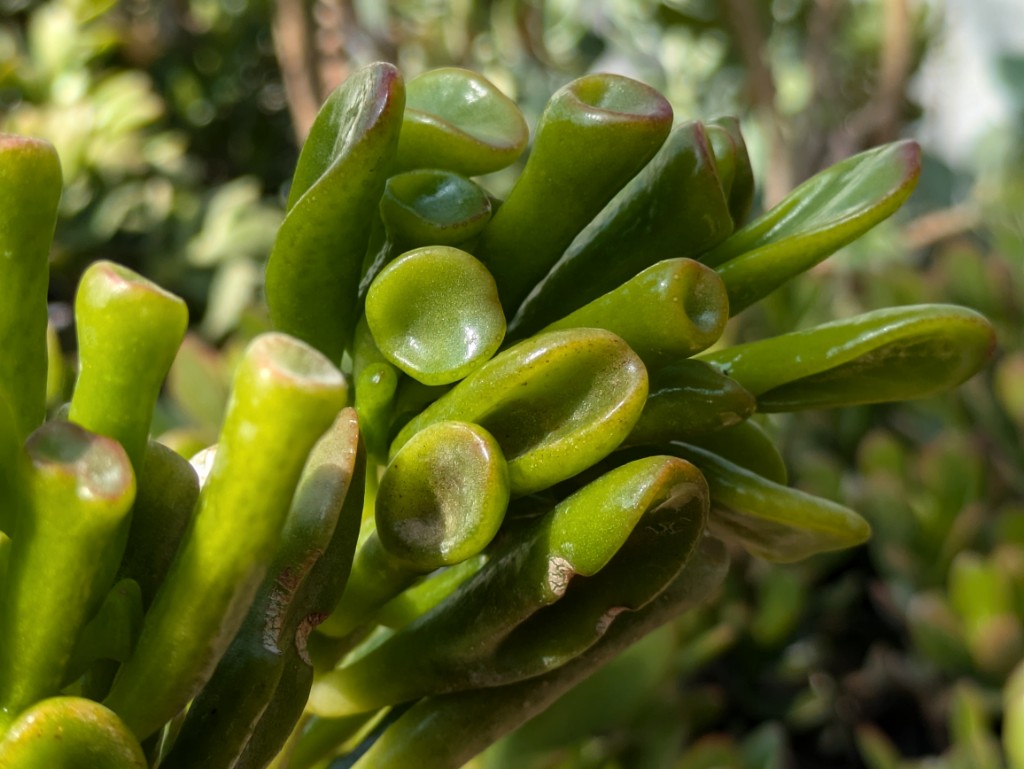 Crassula-ovata-Gollum2 Geldbaum Gollum, Crassula ovata Gollum