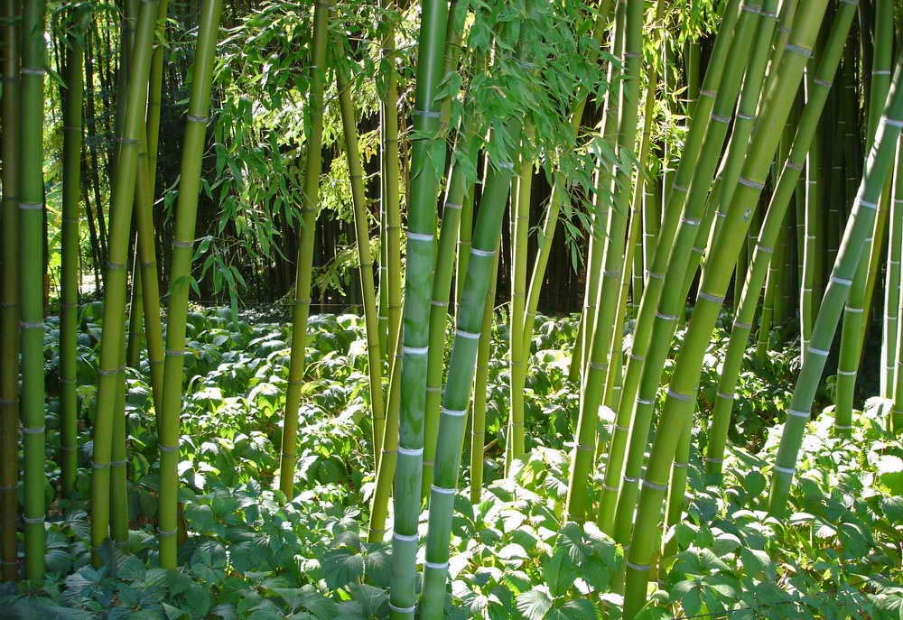 phyllostachys-nuda-gruenerhalm50f9746d978bc