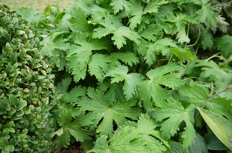 Storchenschnabel, Geranium in Sorten
