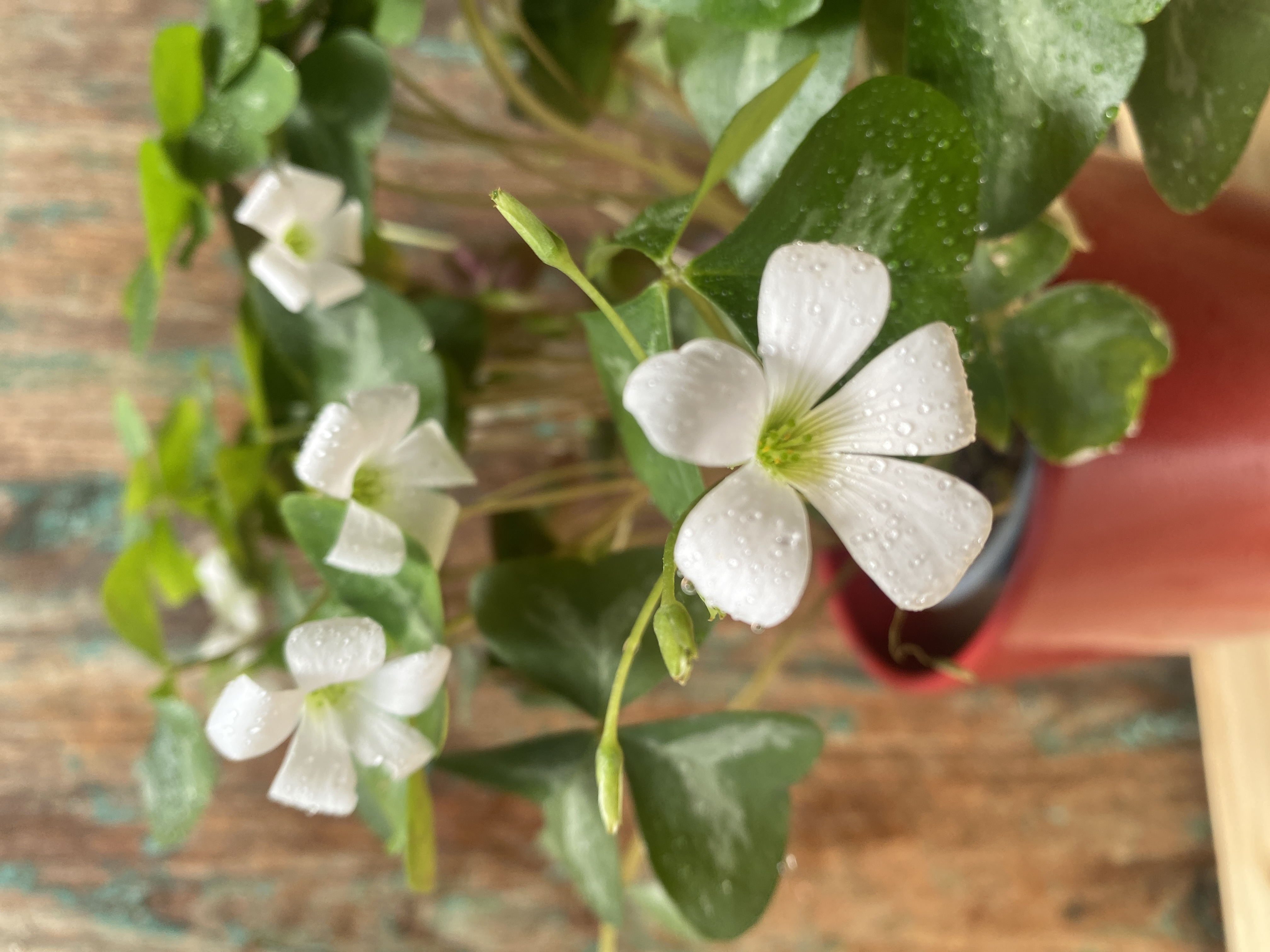 Grüner Klee "Oxalis triangularis"