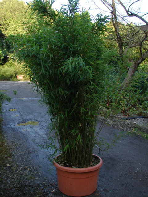 gartenbambus_winterhart_im_dekotopf Fargesia murielae Garten Bambus
