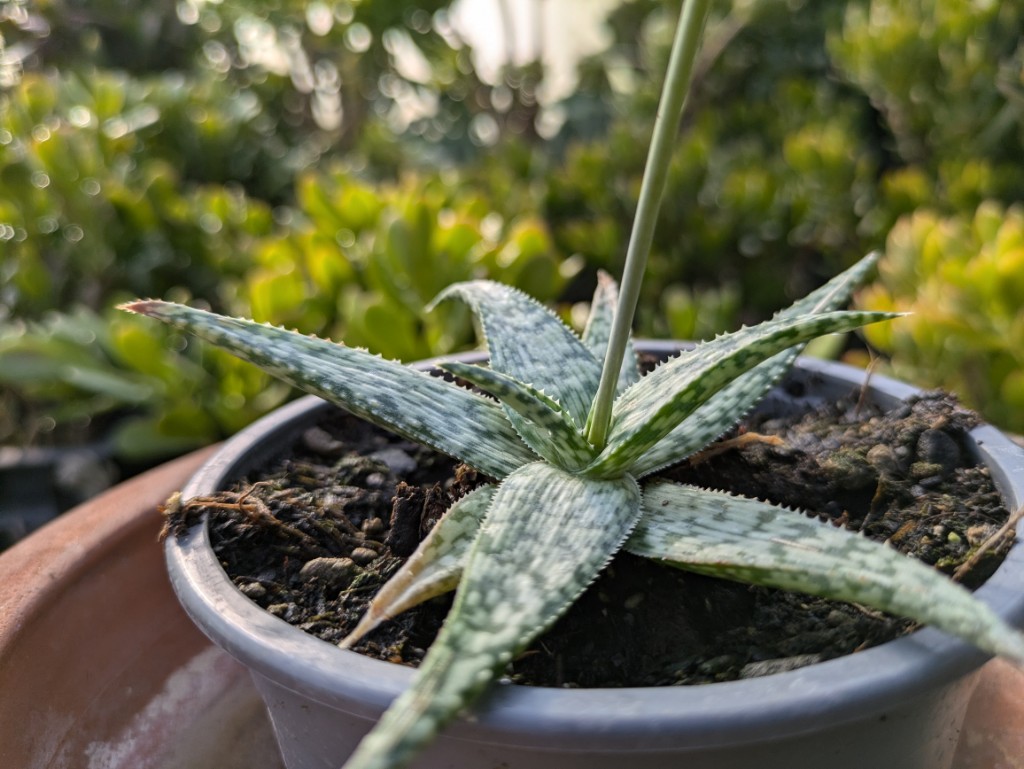 Aloe-white-fox2 Aloe white Fox