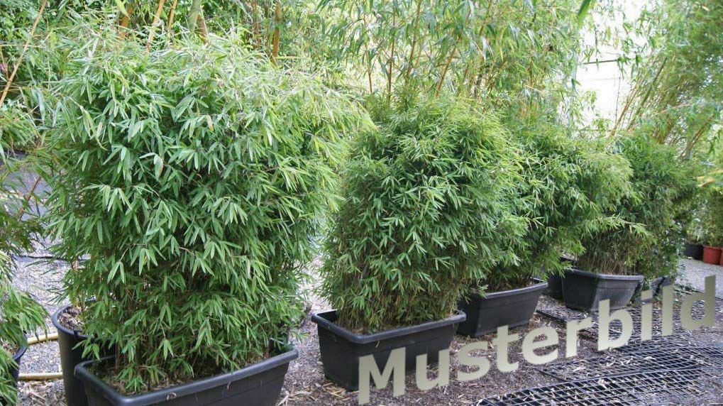Bambus-Hecke-im-Kasten Mobiler Sichtschutz - Bambus Hecke im Kasten