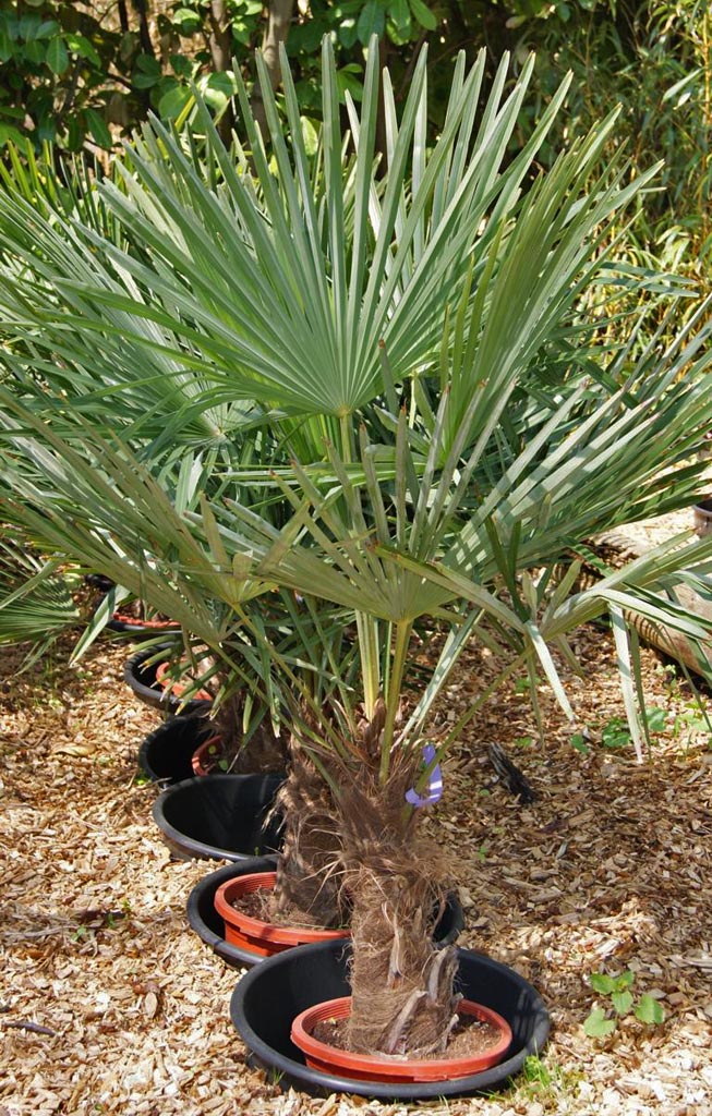 trachycarpus-fortunei-hanfpalme50e5a681a12e2 Winterharte Hanfpalme, Trachycarpus fortunei