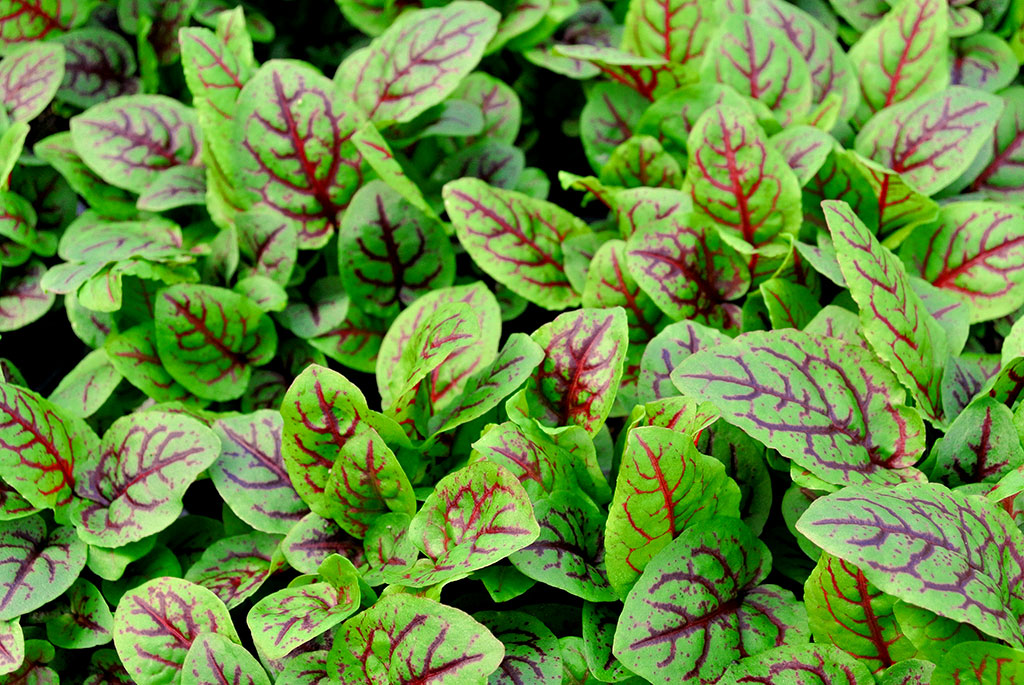 Blutampfer, Rumex sanguineus