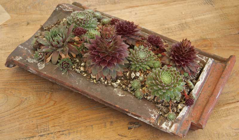 sempervivum-im-sorten-dachgarten24 Dachwurz, Sempervivum in Sorten