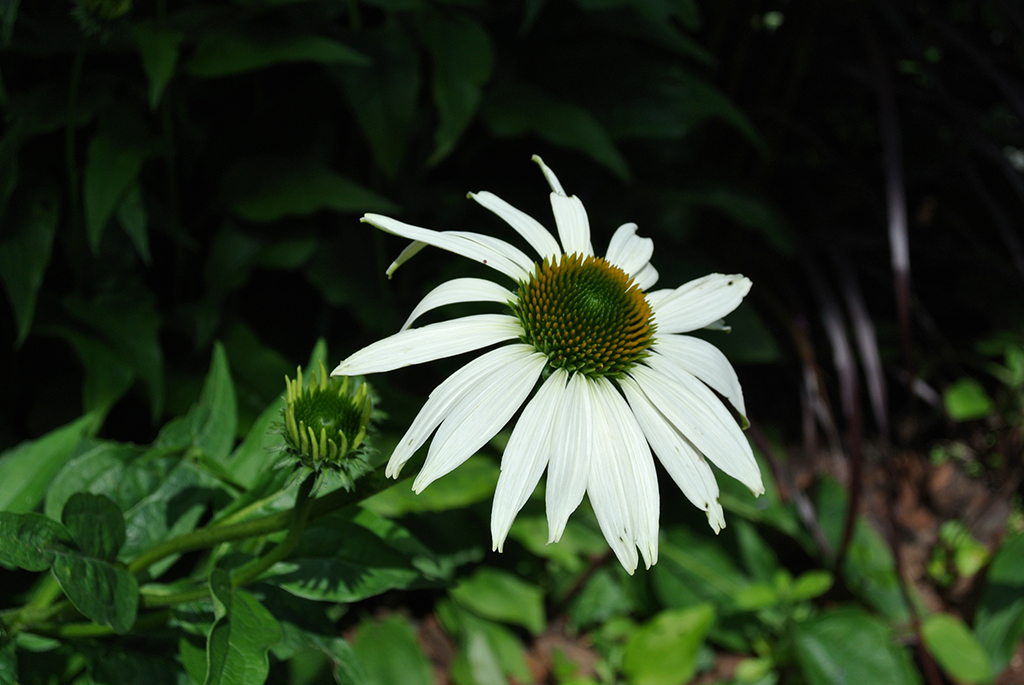 Echinacea-Weiss Sonnenhut, Echinacea purpurea in Sorten