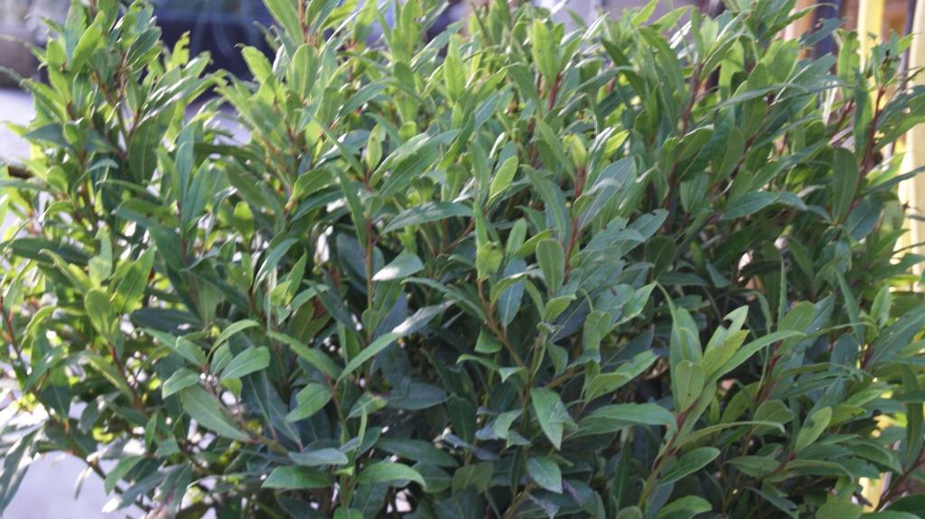 laurus-nobilis-lorbeer1 Lorbeer, Laurus nobilis