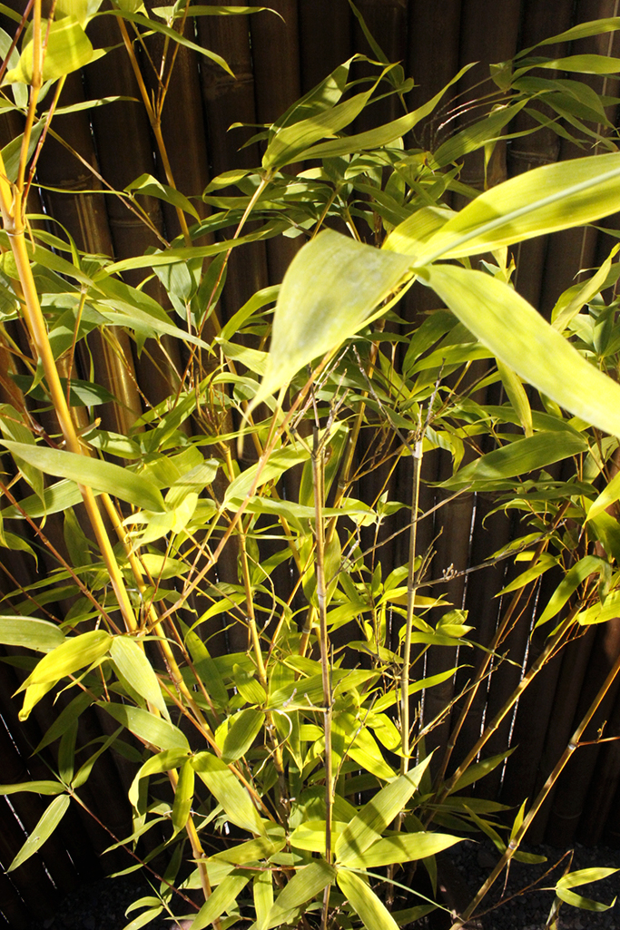 Neu-Phyllostachys-aurea-holochrysa5 Orangerohr Bambus - Phyllostachys aurea holochrysa