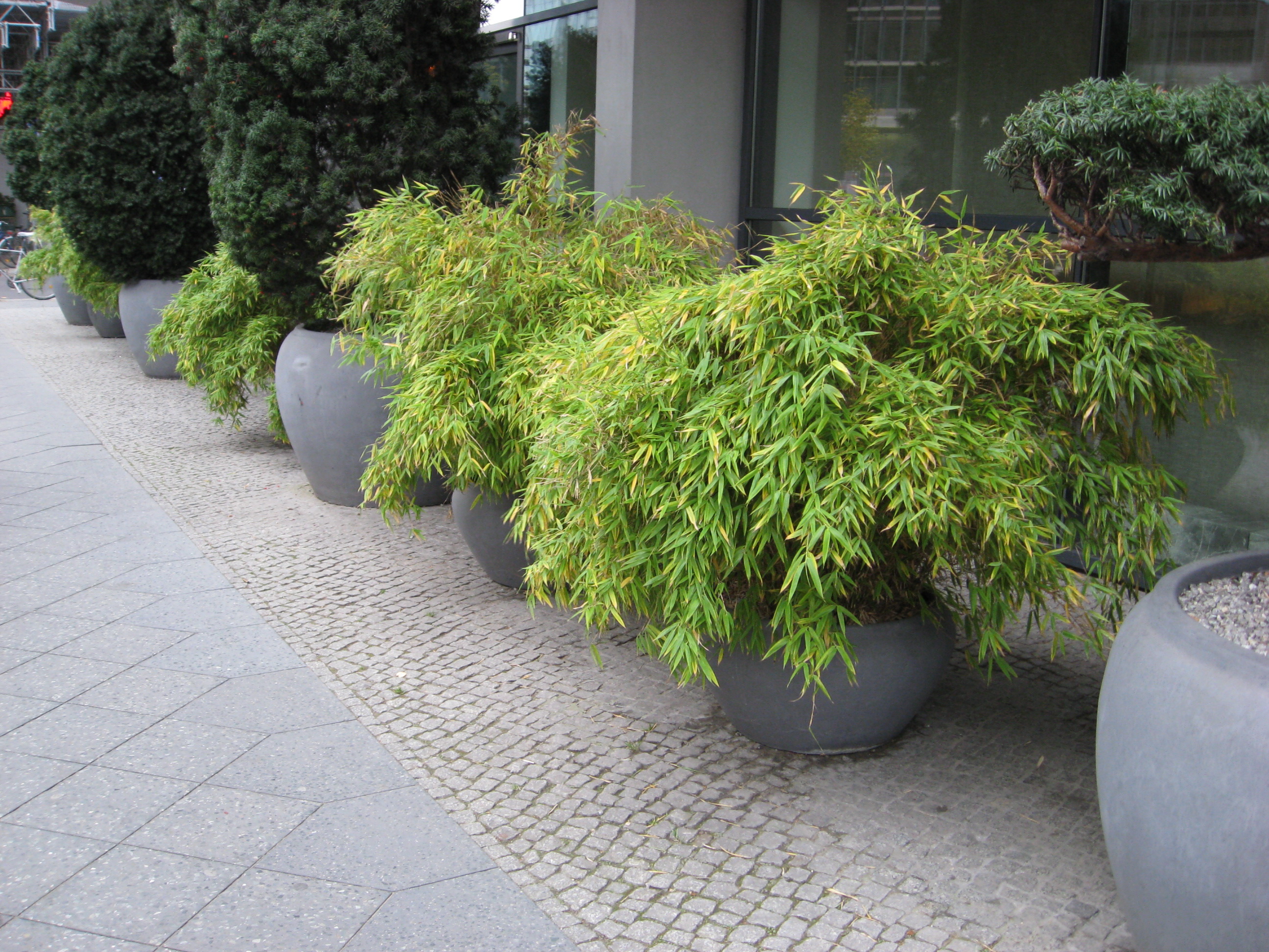fargesia-murielae-ku-belbepflanzung-stadtgru-n Der ursprüngliche Gartenbambus, Fargesia murielae Jumbo
