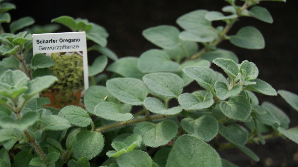 scharfe-oregano2 Scharfer Oregano, Origanum Hybride Hot & Spicy