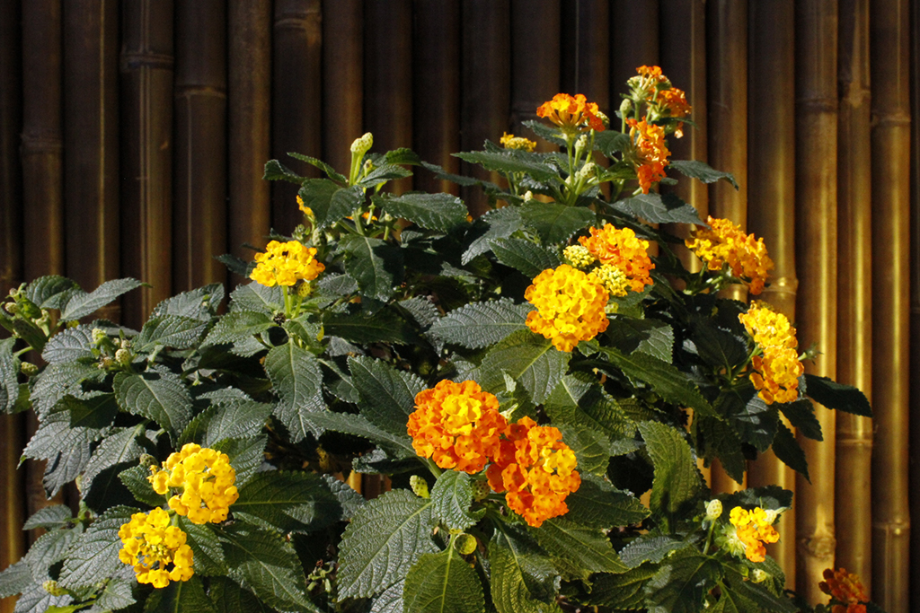 _MG_00567X6l8FDXlussi Wandelröschen, Lantana camara