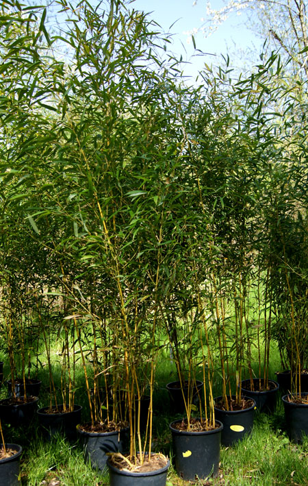 phyllostachys-bissetii-bambuswald-2 Grüner Bambus, Phyllostachys bissetii
