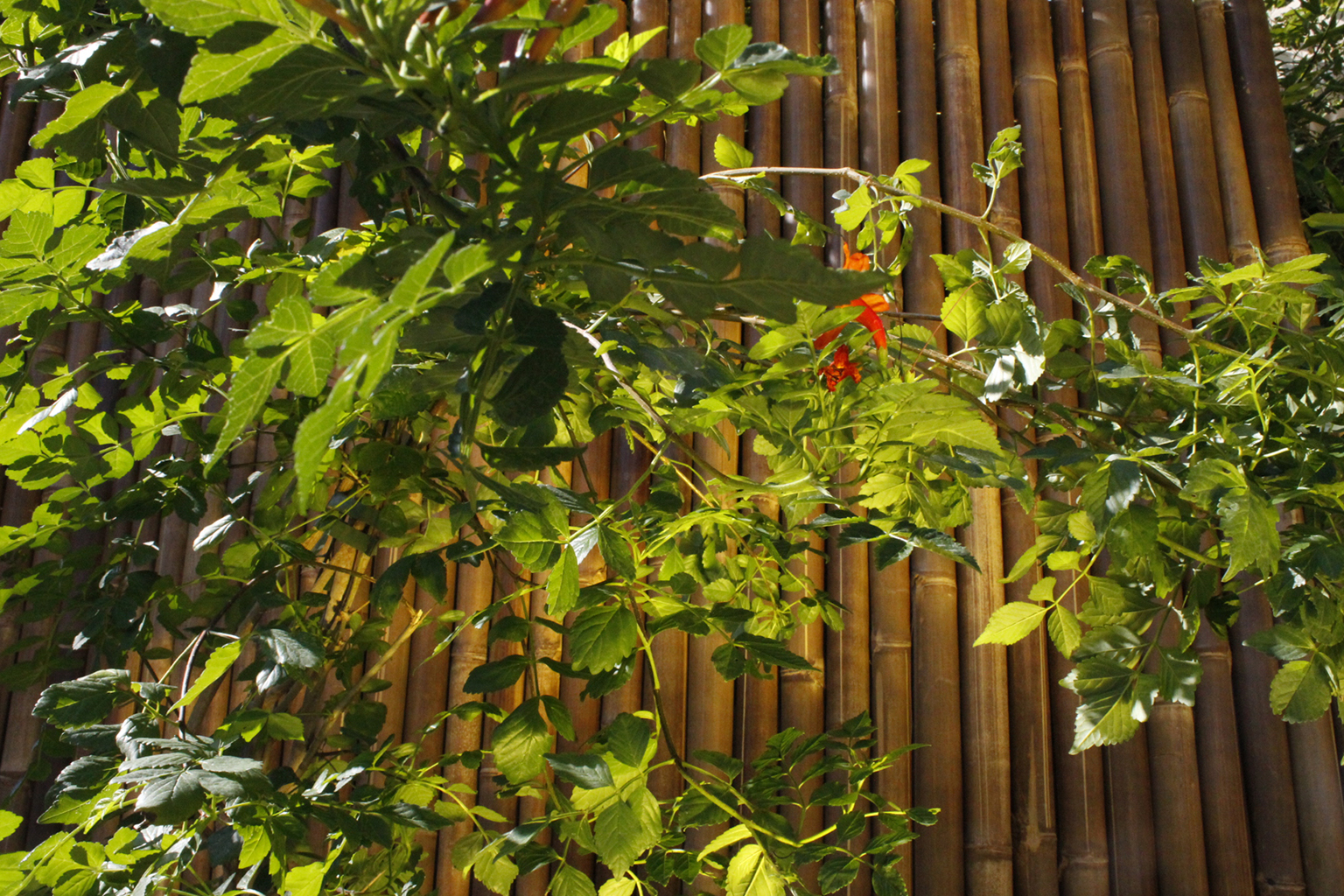 _MG_0005 Trompetenblume - Campsis radicans
