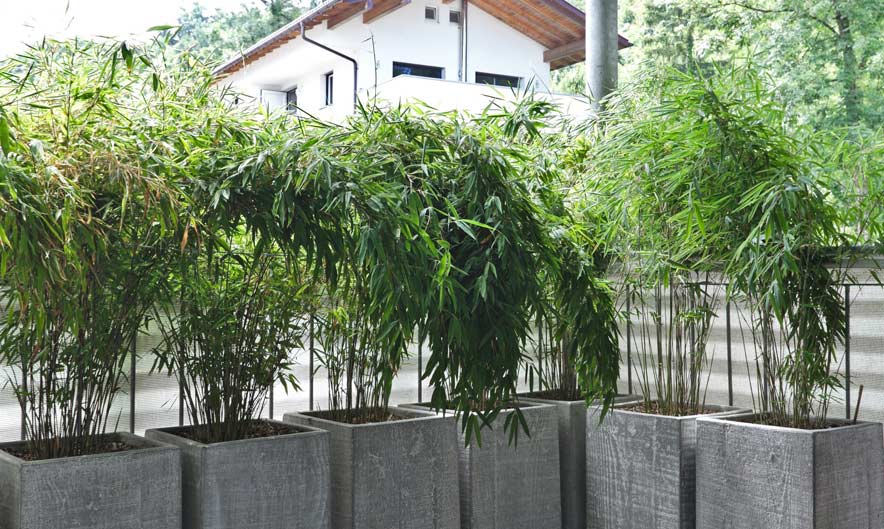 Fargesia-Nitida-Vulcano-6-Bambuswald Kompakter Bambus, Fargesia nitida Volcano