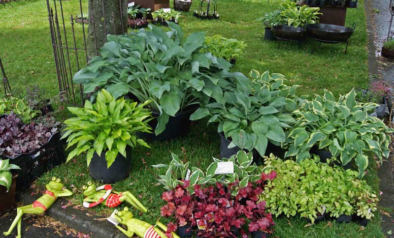 hosta-in-sorten-bambuswald3 Große Graublatt-Funkie, Hosta nigrescens Krossa Regal