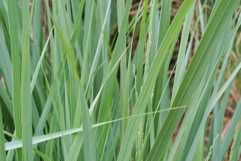 Panicum-Northwind-0-5l-und-1-2l Riesen Rutenhirse, Panicum virgatum Nordwind