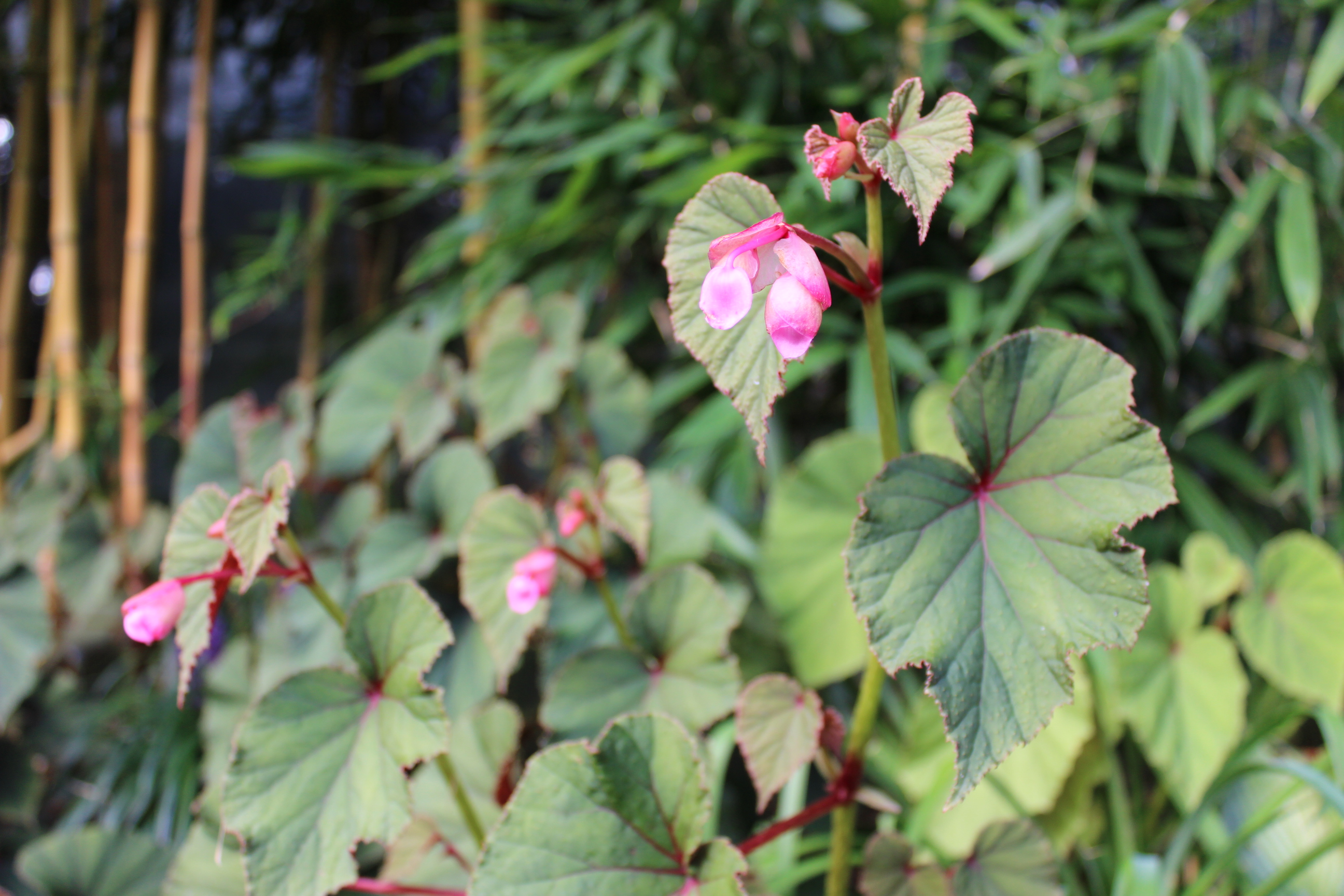 Begonia-grandis Japan-Begonie- Begonia grandis