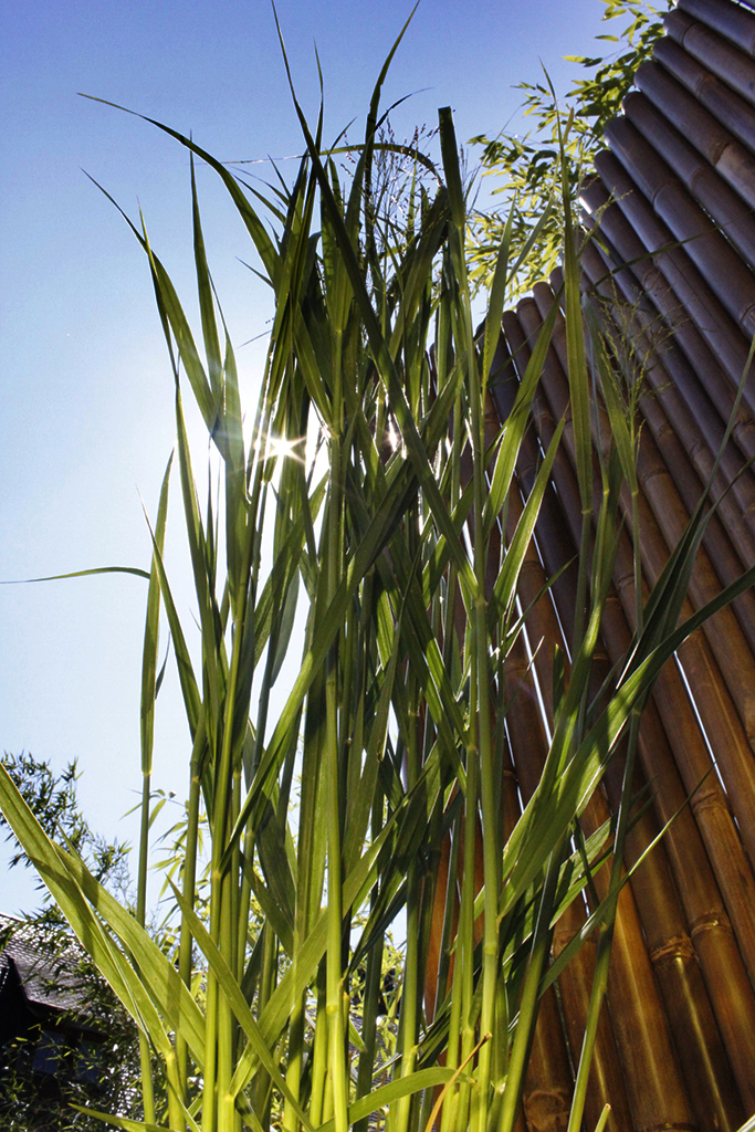 panicum-nordwind5 Riesen Rutenhirse, Panicum virgatum Nordwind