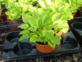 hostasorte-17cmtopf Gelbgrüne Funkie, Hosta x fortunei Gold Standard