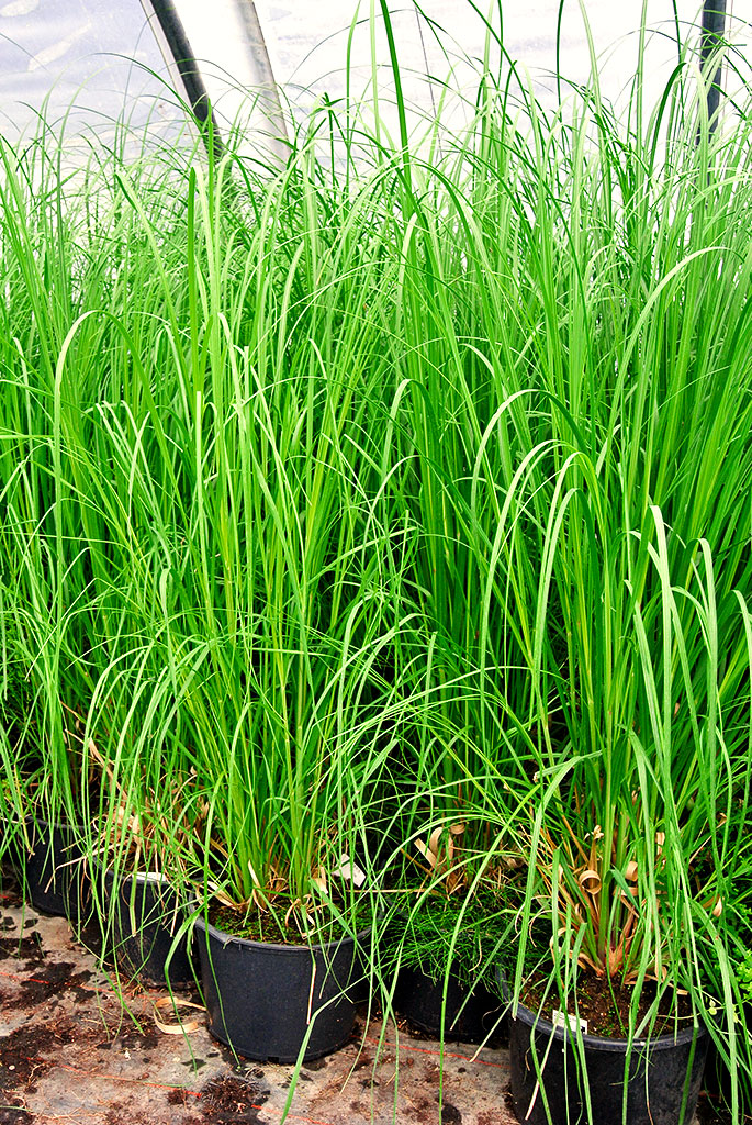 cortaderia Pampasgras weiß, Cortaderia selloana