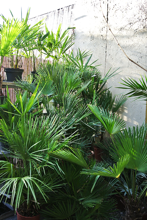 Chamaerops-Humilis1 Chamaerops Humilis, Zwergpalme