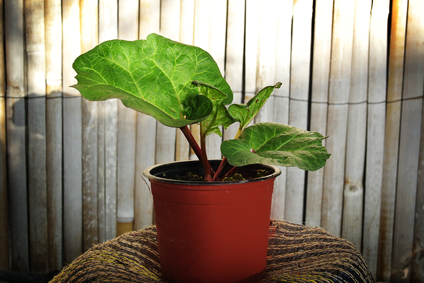 Rheum-Rhabarber1 Rhabarber, Rheum rhabarbarum