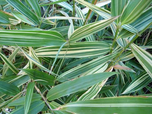 hibanobambusa__4 Buntblättriger Hibanobambusa tranquillans Shiroshima